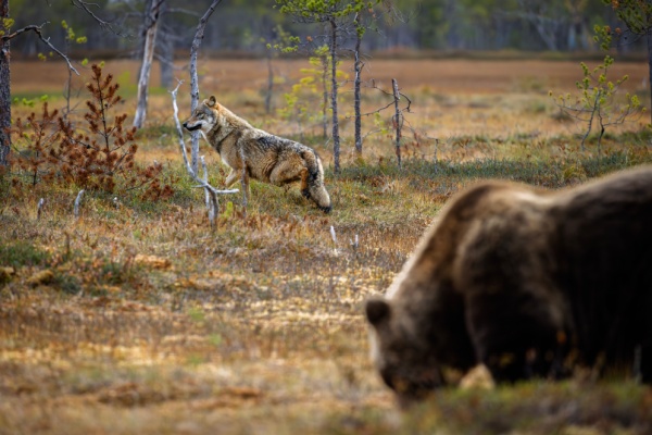 Illustration de l'article Protection des troupeaux contre les prédateurs : précisions sur les aides