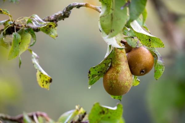 Illustration de l'article Aides couplées végétales : du nouveau pour la catégorie « Fruits transformés »
