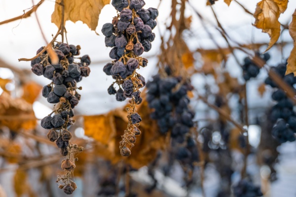 Illustration de l'article Vignes en friche : une sanction pour protéger les cultures