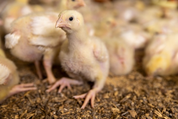 Illustration de l'article Traçabilité des volailles et oiseaux : évolution des obligations déclaratives