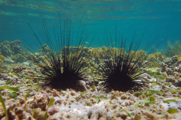 Illustration de l'article Oursins en mer méditerranée : un problème de raréfaction…