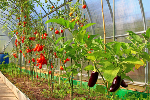 Illustration de l'article Légumes d’été sous serres chauffées : attention à la date de vente !