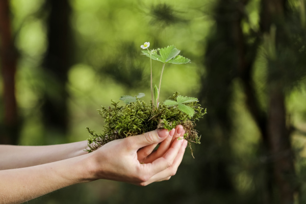 Illustration de l'article Environnement : une mise au vert nécessaire !