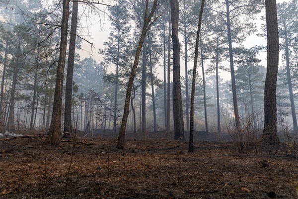 Illustration de l'article Aide au renouvellement forestier : un accès réglementé ?