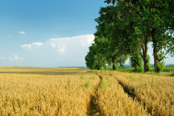 Illustration de l'article Erreur du notaire dans la notification du droit de préemption de la SAFER : cas vécu…