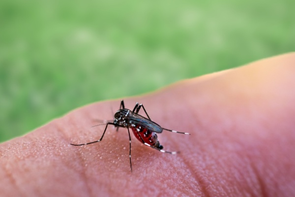 Illustration de l'article Paludisme en Guyane : plus de tests rapides d'orientation diagnostique !