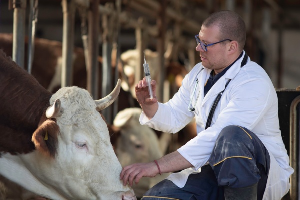 Illustration de l'article Agriculture : le point sur les épidémies