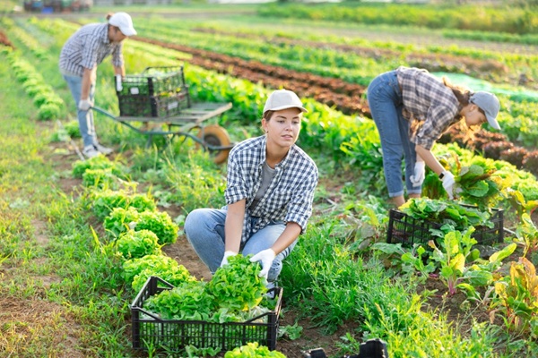 Illustration de l'article Travailleurs saisonniers agricoles : l’hébergement sous tente étendu à de nouveaux départements