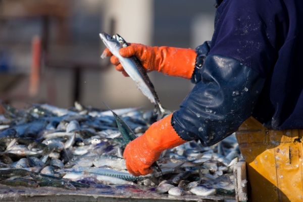 Illustration de l'article Secteur de la pêche : du nouveau pour les quotas et les activités de pêche