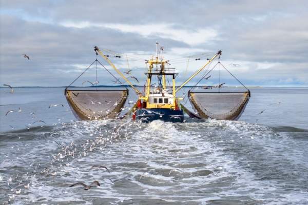 Illustration de l'article Déclaration des activités de pêche : passage à la déclaration électronique ?